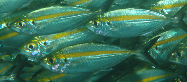 Selar crumenophthalmus